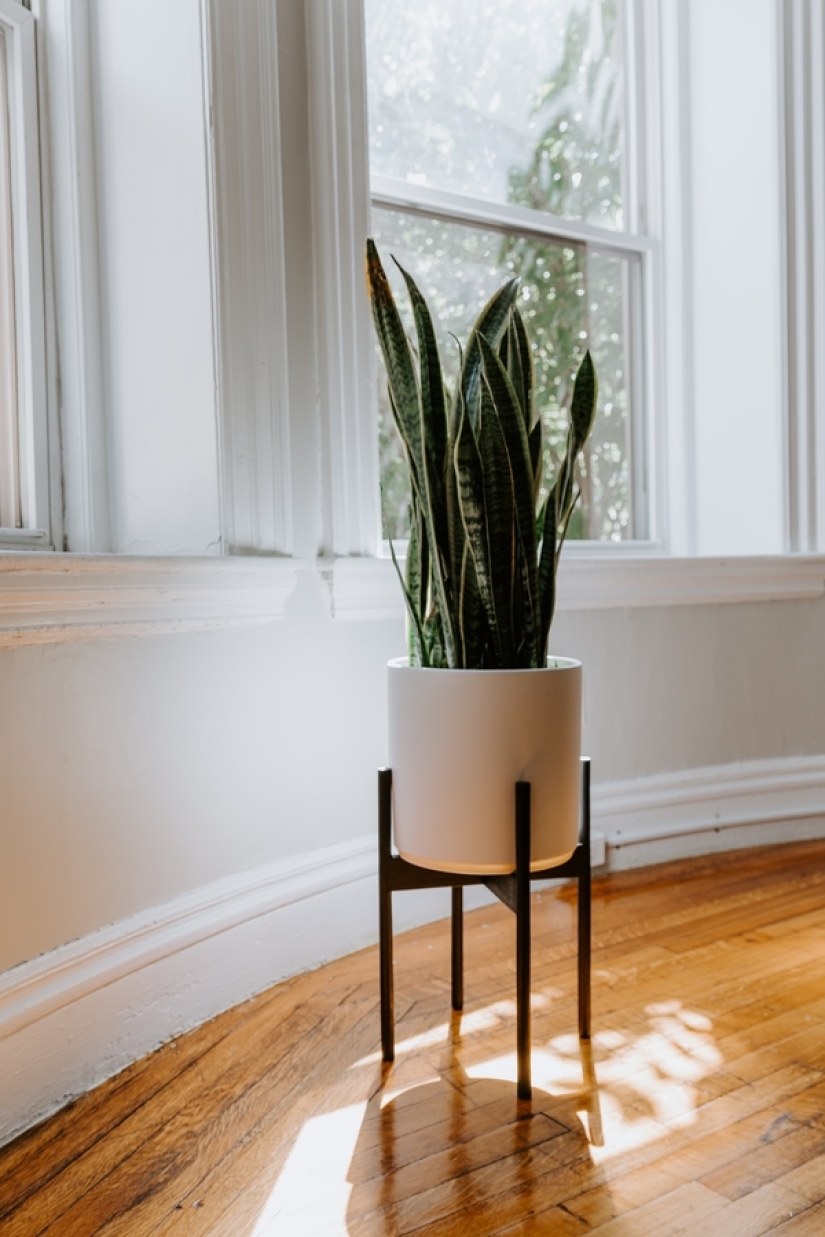 How to reduce humidity in the house: 4 plants that will help to cope with it