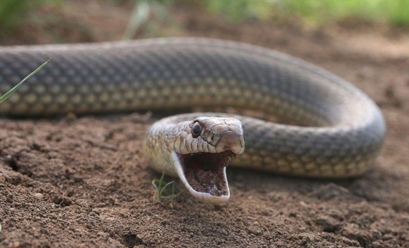 How to take pictures of snakes