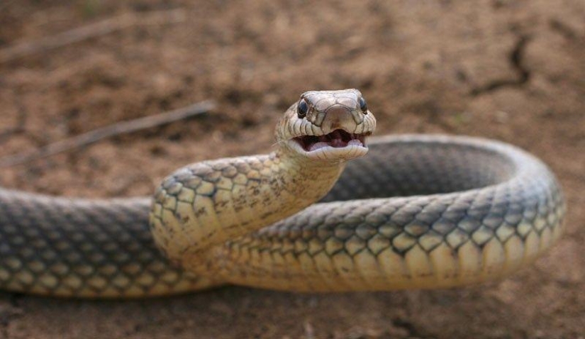 How to take pictures of snakes