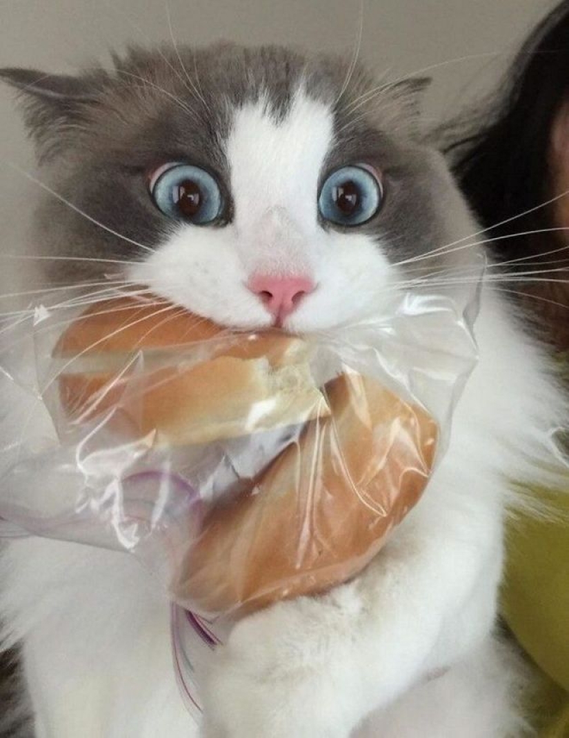 Hunger is not an aunt: 25 photos about a wonderful appetite that will definitely make you laugh