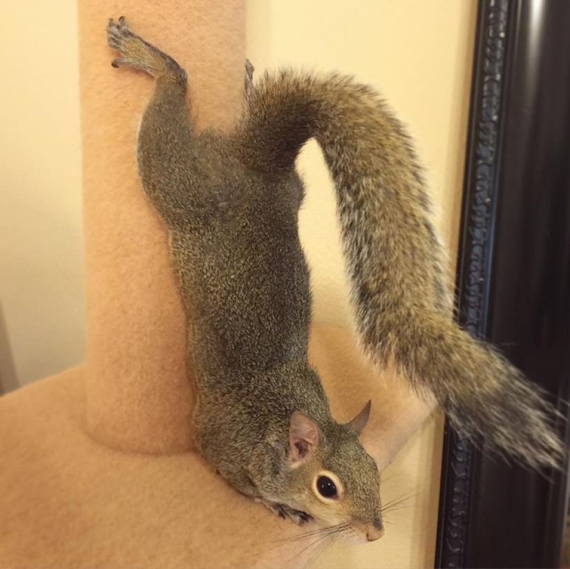 Hurricane-rescued squirrel becomes the cutest member of the family