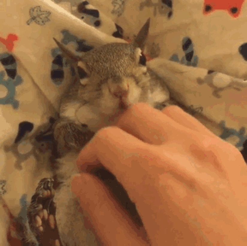 Hurricane-rescued squirrel becomes the cutest member of the family