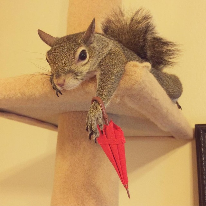 Hurricane-rescued squirrel becomes the cutest member of the family