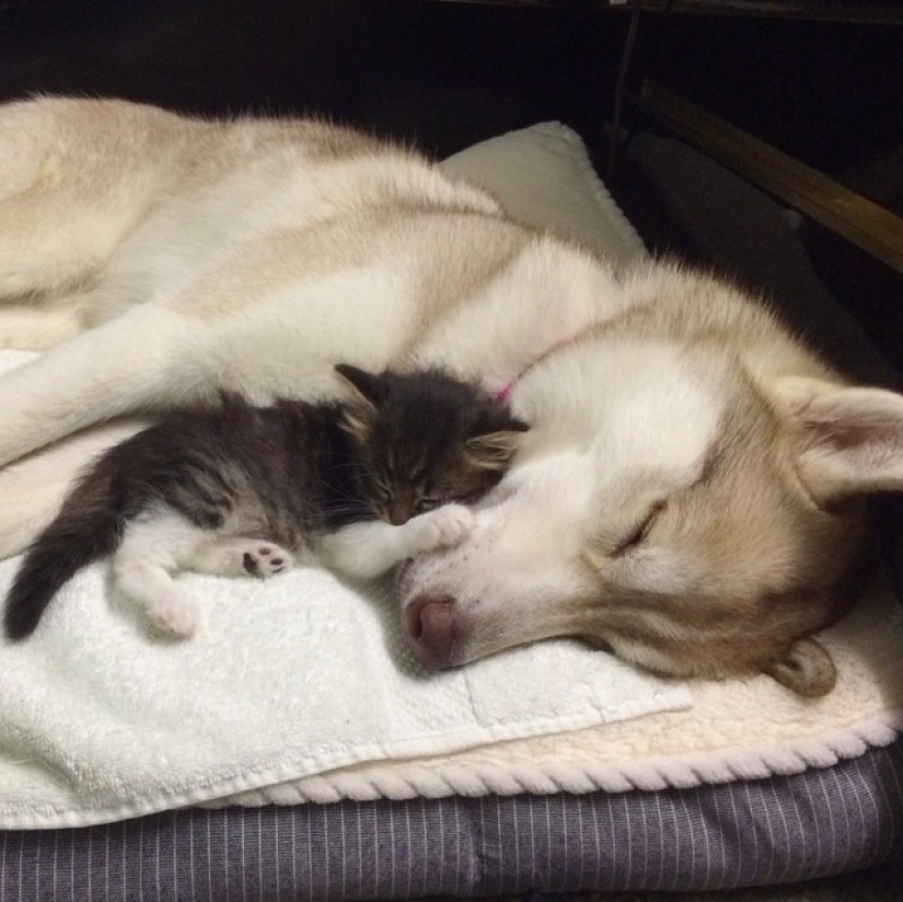 Husky Lilo became a mother to kitty Rosie