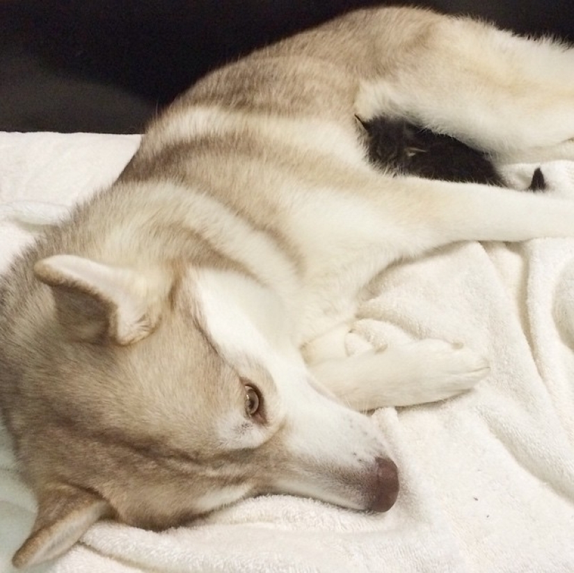 Husky Lilo became a mother to kitty Rosie