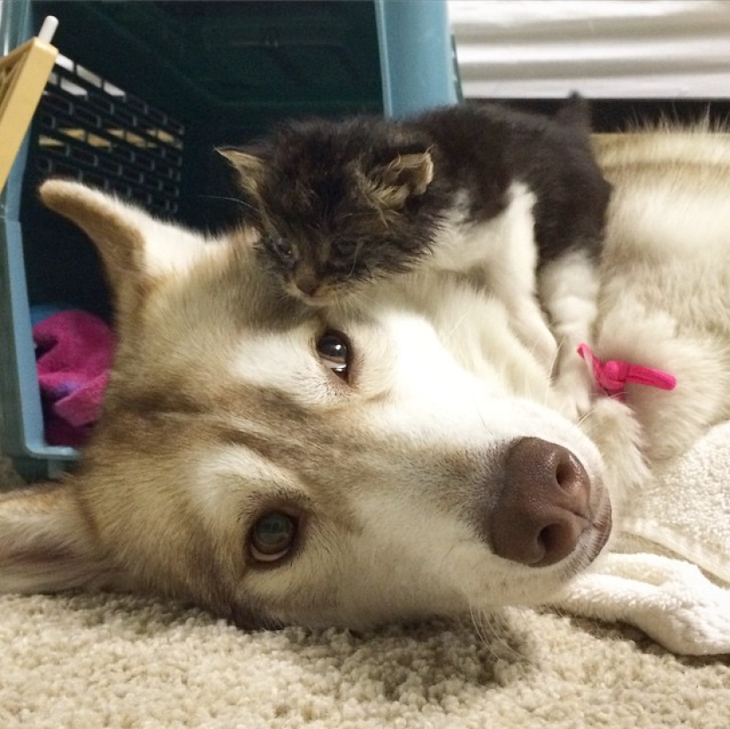 Husky Lilo became a mother to kitty Rosie