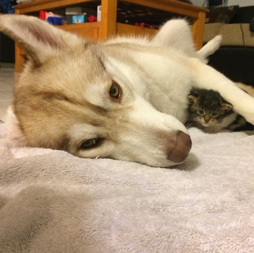 Husky Lilo se convirtió en madre de la gatita Rosie