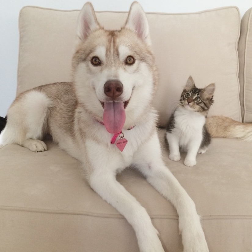 Husky Lilo se convirtió en madre de la gatita Rosie