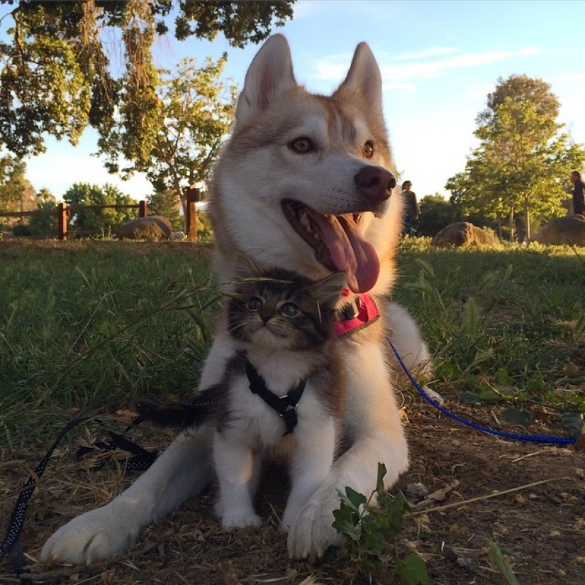 Husky Lilo se convirtió en madre de la gatita Rosie