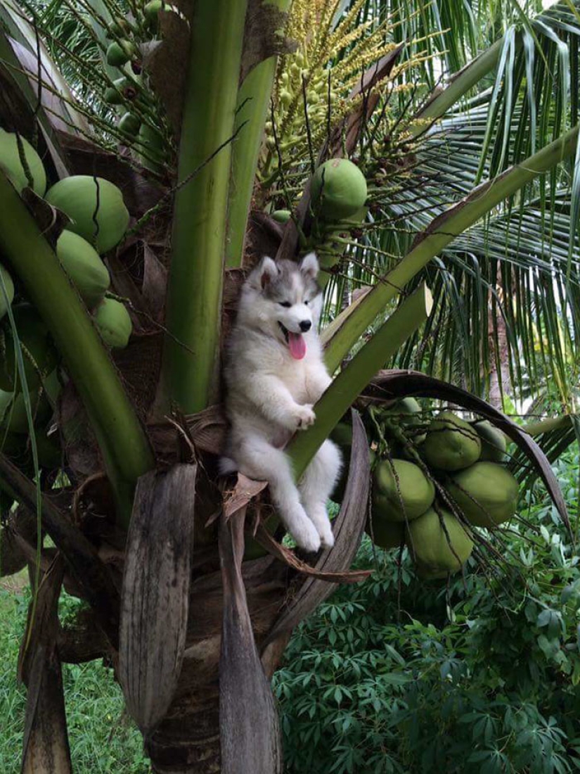 Husky stuck on a coconut tree has become a popular hero of the Internet
