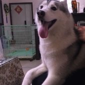 Husky was left alone for three hours, and that's what he did to the house