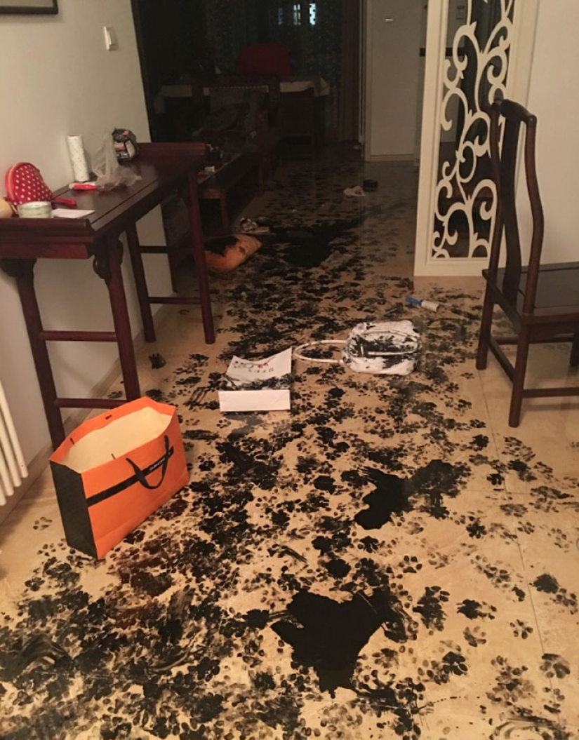 Husky was left alone for three hours, and that's what he did to the house