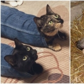 "I am a cat. I'm so comfy": 20+ cats who found themselves in the most unexpected places