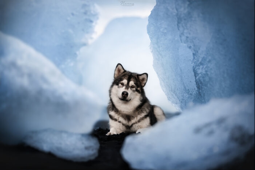 I Am A Dog Photographer And Here Are 20 Of My Best Shots Taken In Iceland