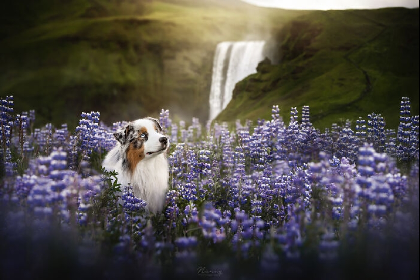 I Am A Dog Photographer And Here Are 20 Of My Best Shots Taken In Iceland