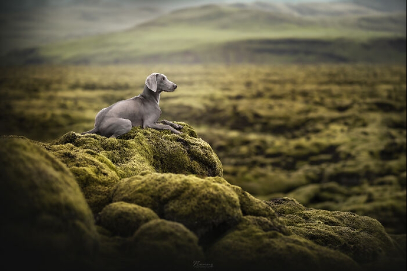 I Am A Dog Photographer And Here Are 20 Of My Best Shots Taken In Iceland