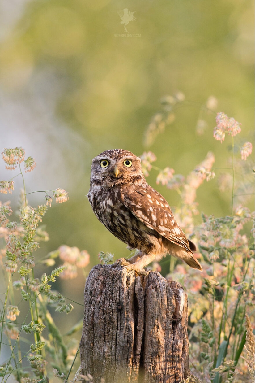 I Managed To Capture 16 Magical Moments Of Birds In Nature