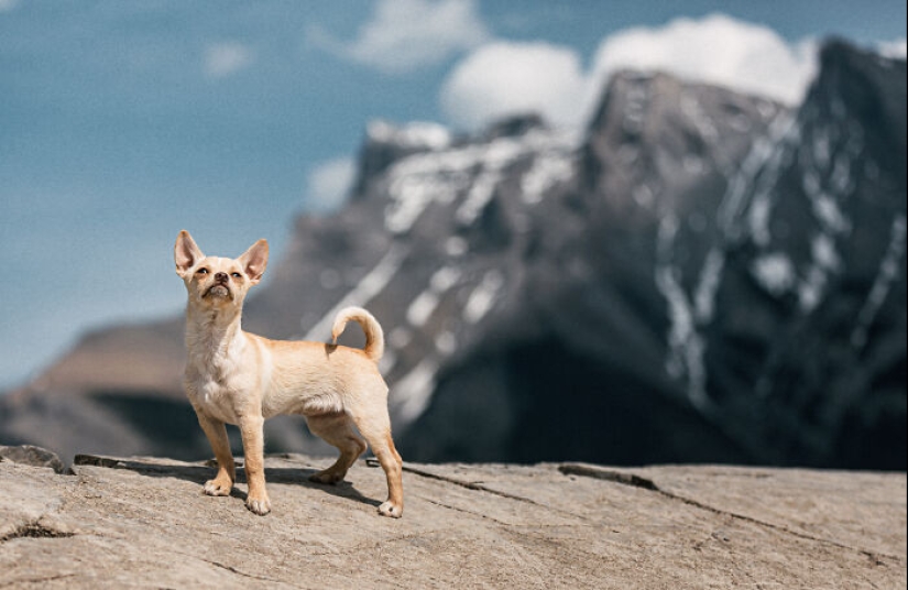 I Photographed 12 Dogs In Banff National Park And Captured Their Love For Adventure