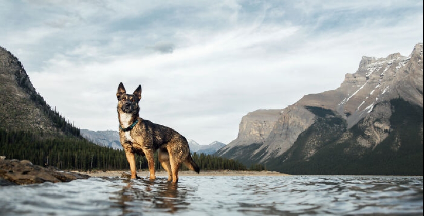I Photographed 12 Dogs In Banff National Park And Captured Their Love For Adventure