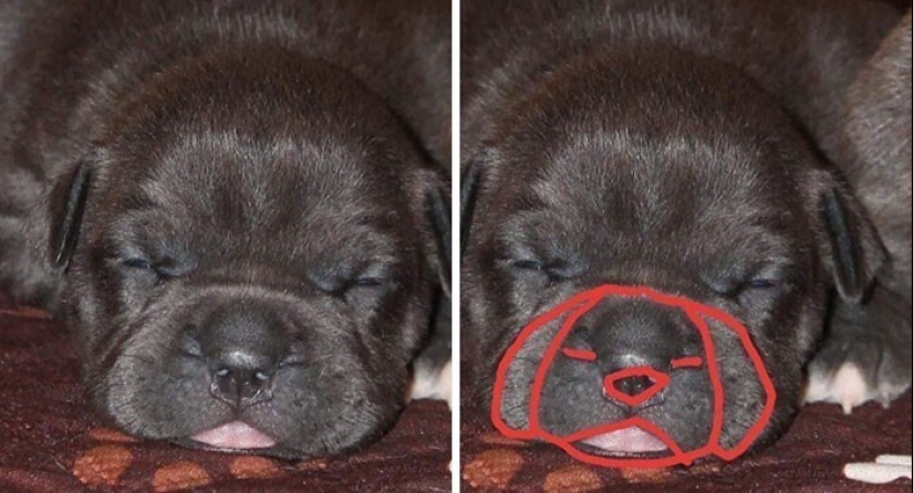 "I see faces": 20+ deceptive photos that you will have to look at twice