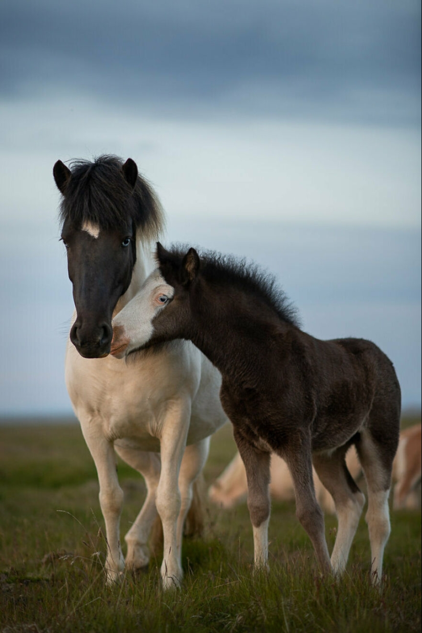 I Took Pictures Of Beautiful Horses In Breathtaking Icelandic Landscapes, And Here Are 12 Of Them (Part2)