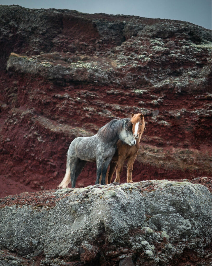 I Took Pictures Of Beautiful Horses In Breathtaking Icelandic Landscapes, And Here Are 15 Of Them
