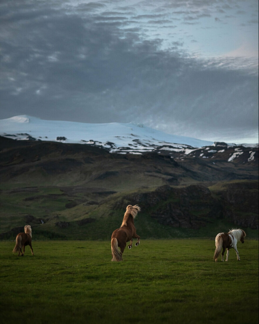 I Took Pictures Of Beautiful Horses In Breathtaking Icelandic Landscapes, And Here Are 15 Of Them
