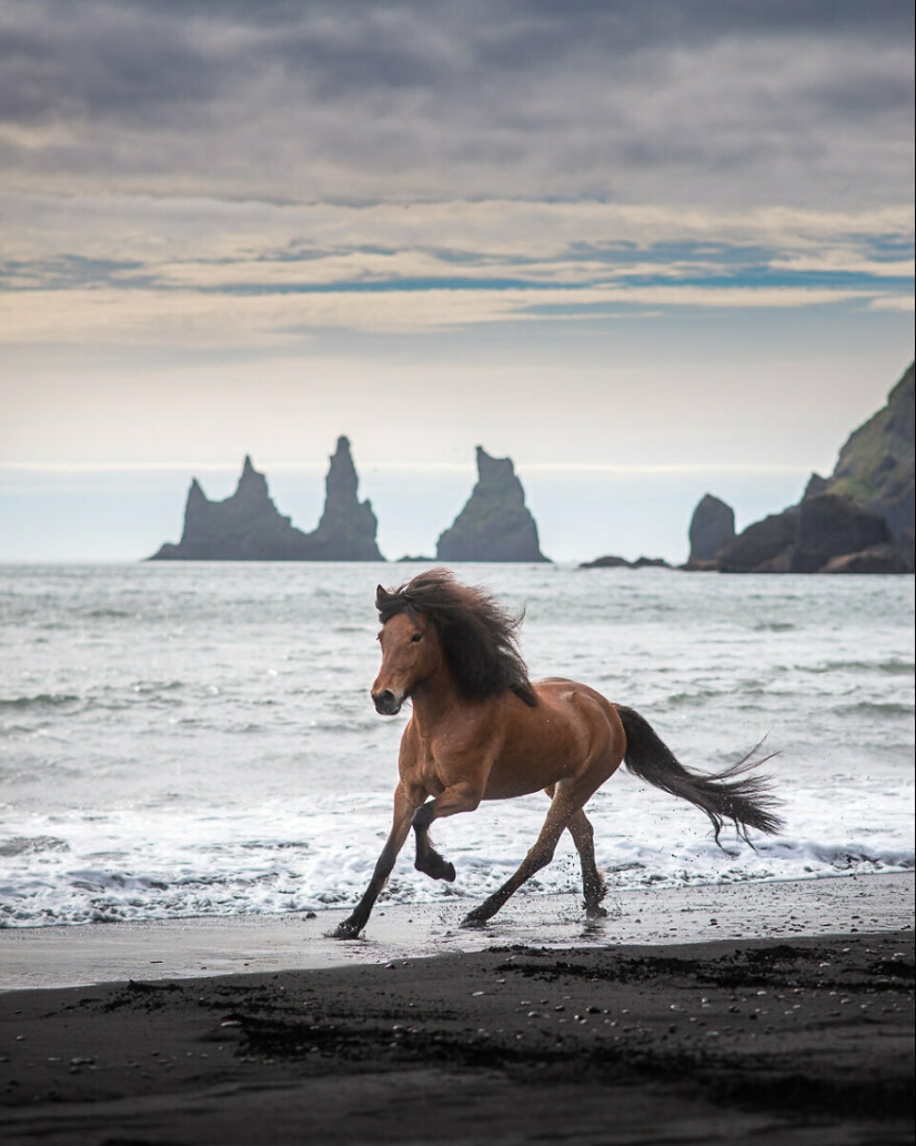 I Took Pictures Of Beautiful Horses In Breathtaking Icelandic Landscapes, And Here Are 12 Of Them (Part2)