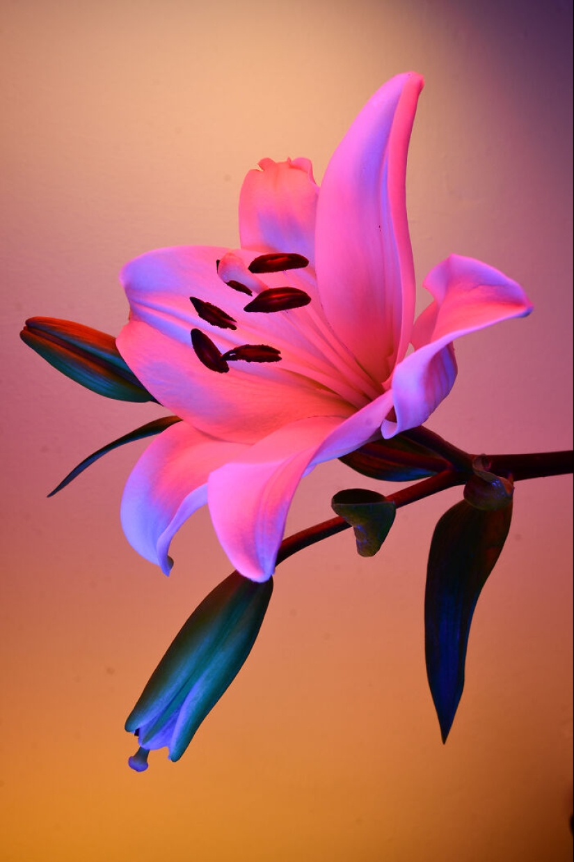 I Used Controversial Videos To Light These Unique Pictures Of Flowers