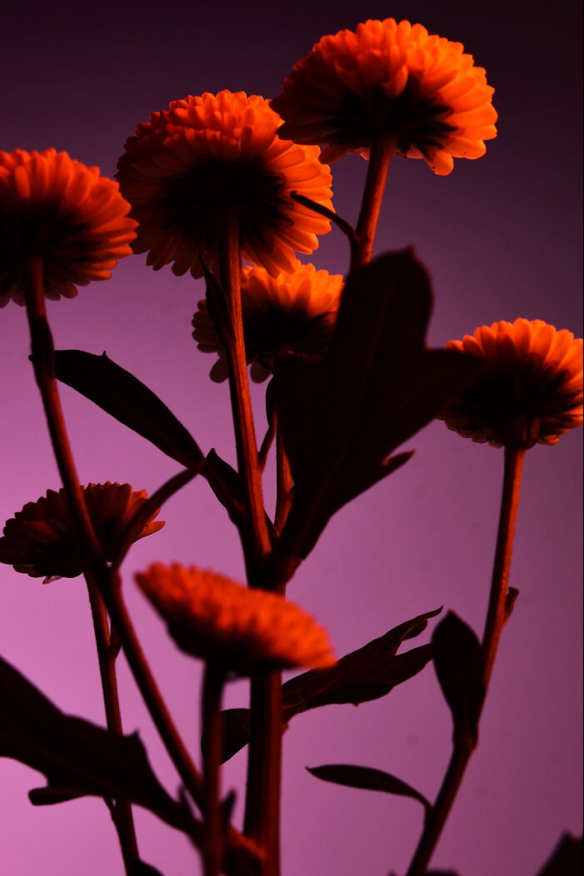 I Used Controversial Videos To Light These Unique Pictures Of Flowers