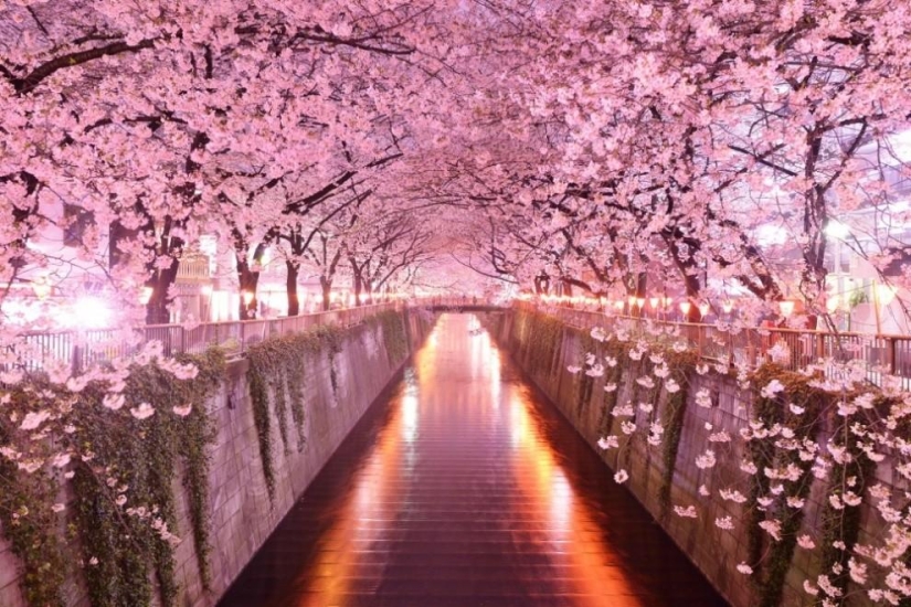 I want to go to Japan