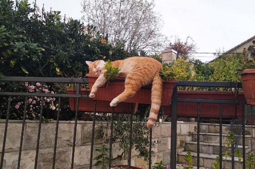 Ideal places to relax — version for cats