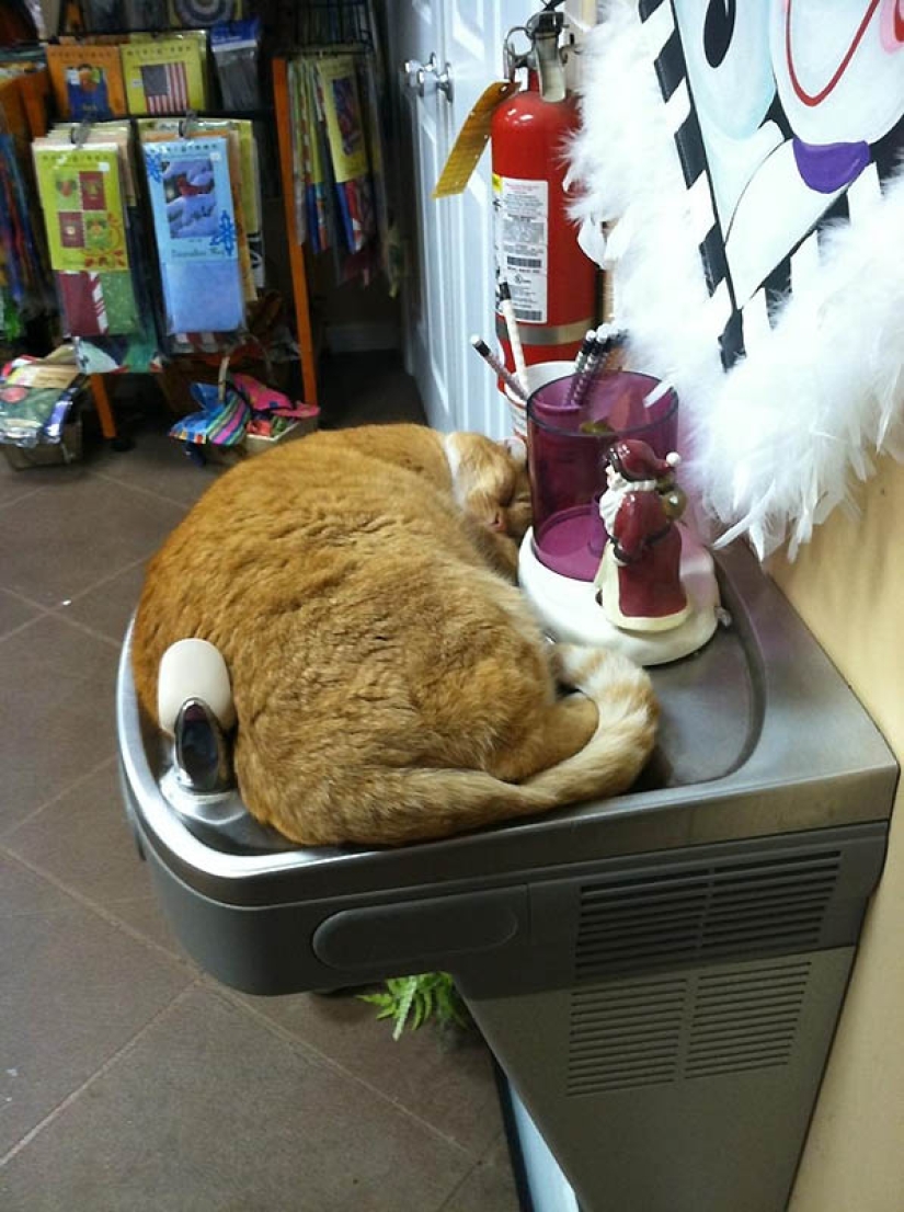 Ideal places to relax — version for cats