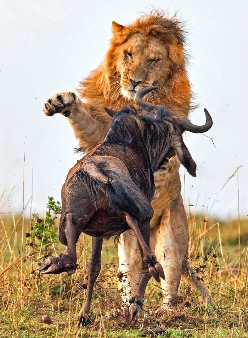 Imágenes dramáticas de un león cazando ñus