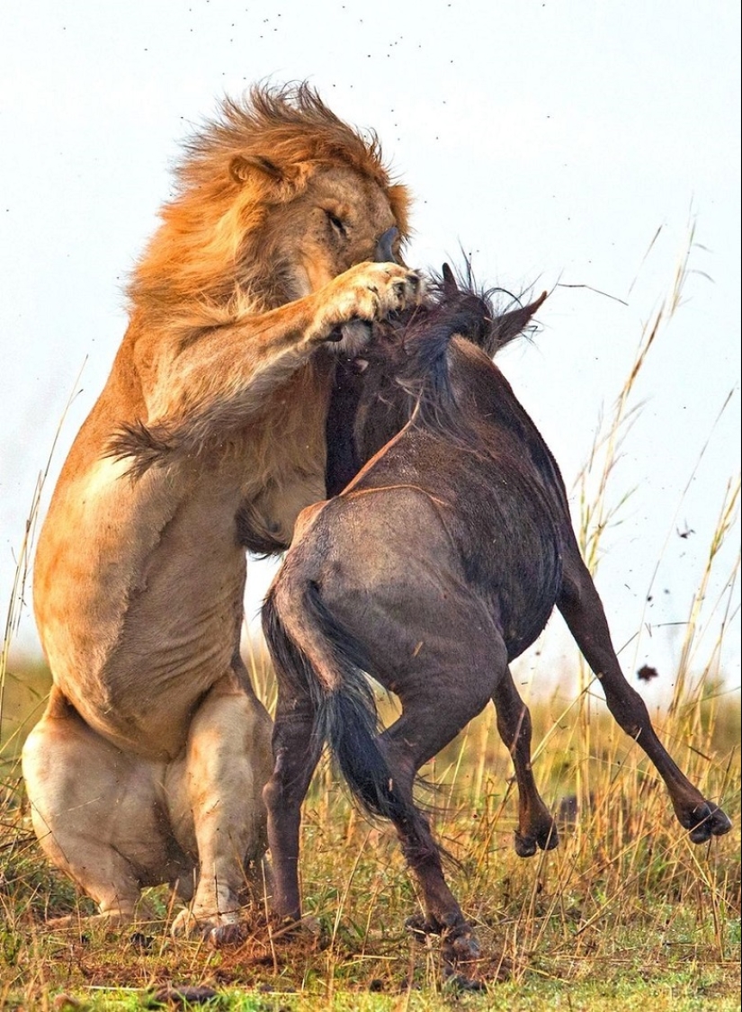 Imágenes dramáticas de un león cazando ñus