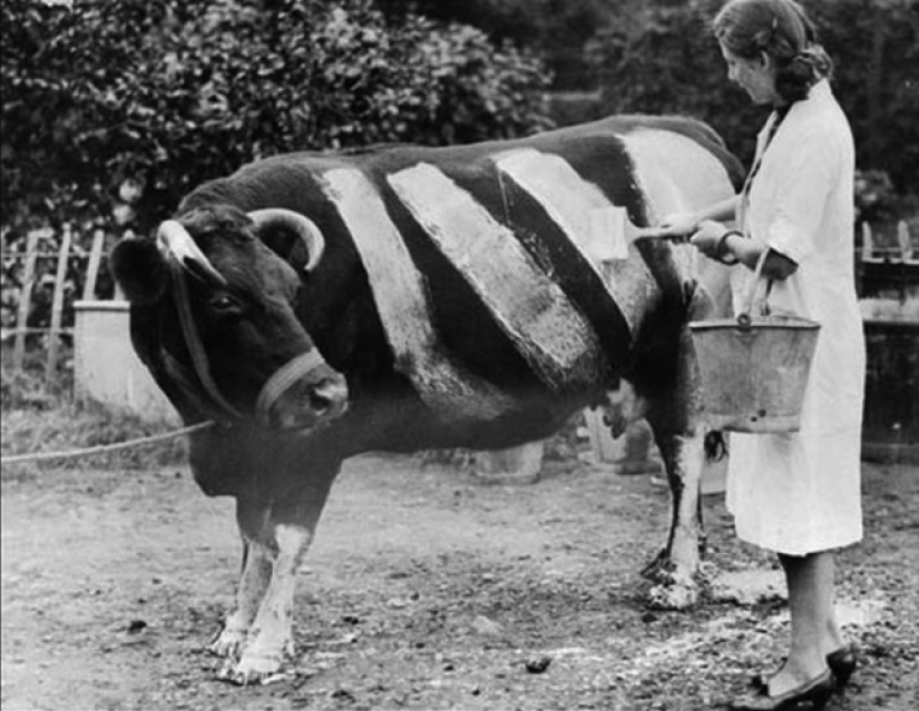 Imágenes históricas increíblemente raras que nunca olvidarás