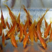 Impresionantes dibujos tridimensionales del artista japonés Ryusuke Fukahori