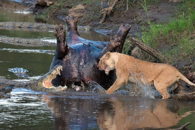 Impresionantes imágenes del enfrentamiento entre una leona y cocodrilos
