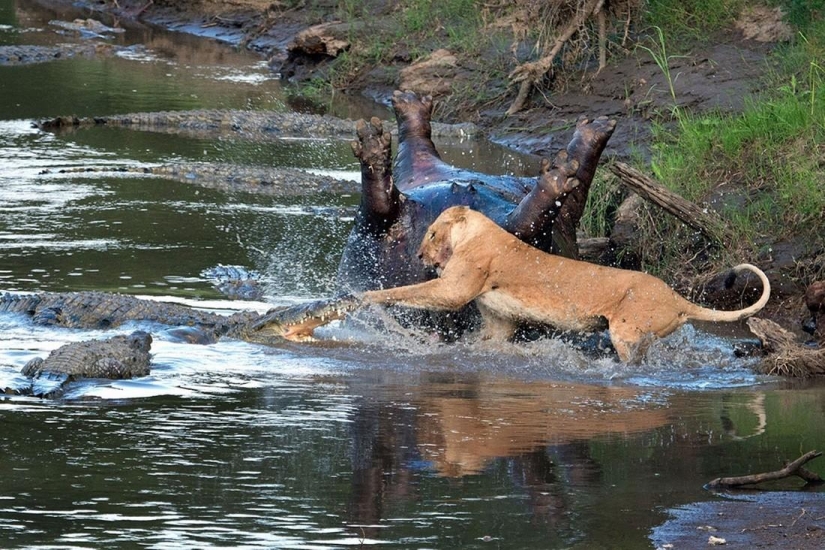 Impresionantes imágenes del enfrentamiento entre una leona y cocodrilos