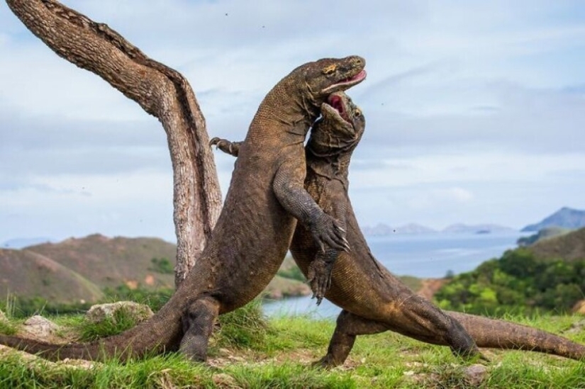 Impresionantes obras del fotógrafo de vida silvestre Andrey Gudkov