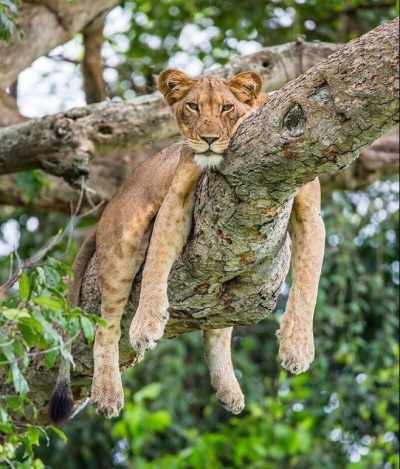 Impresionantes obras del fotógrafo de vida silvestre Andrey Gudkov