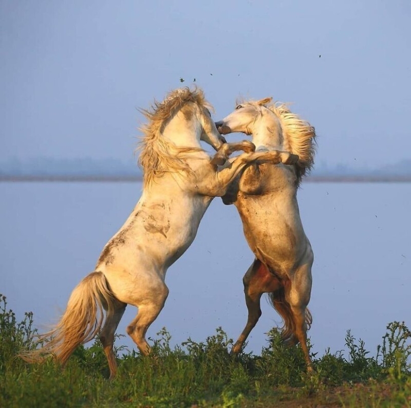 Impressive works of wildlife photographer Andrey Gudkov