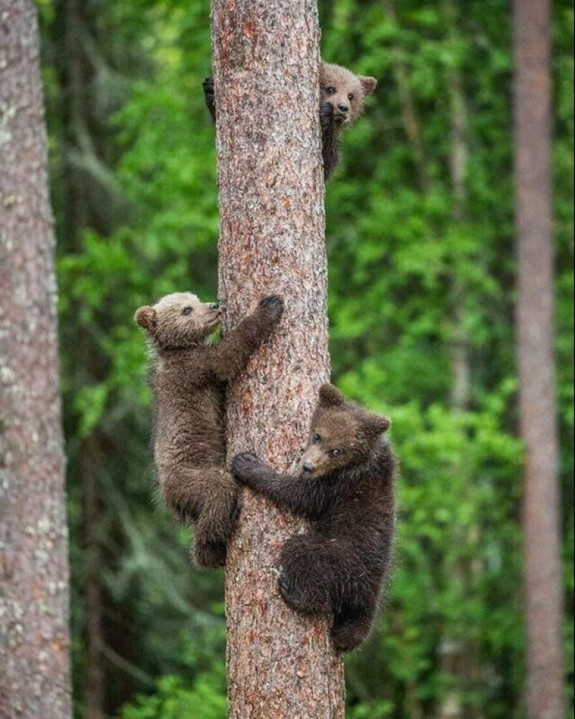 Impressive works of wildlife photographer Andrey Gudkov