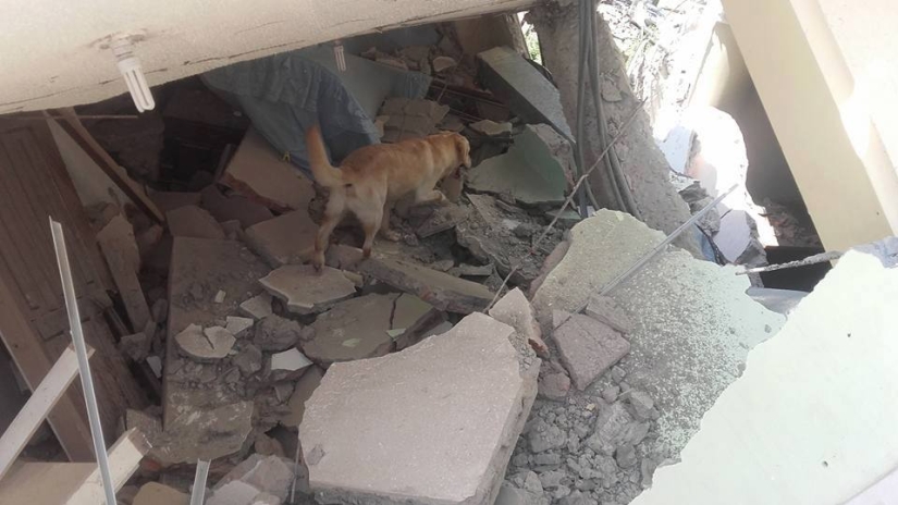 In Ecuador, the dog rescued 7 people from the rubble and died of dehydration
