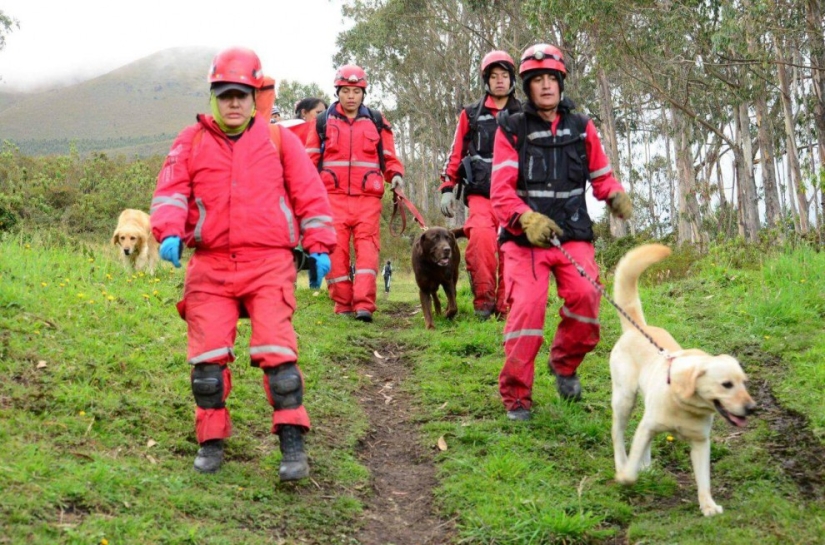 In Ecuador, the dog rescued 7 people from the rubble and died of dehydration