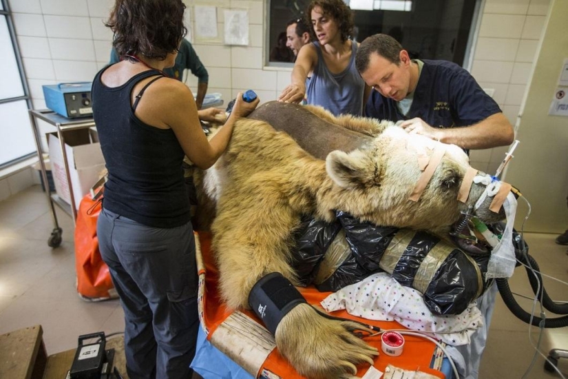 In Israel, the first operation on the spine of a bear