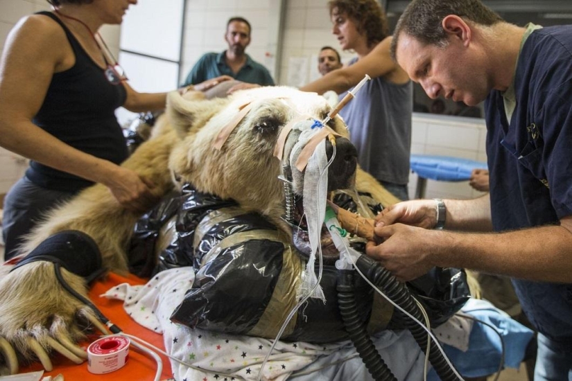 In Israel, the first operation on the spine of a bear