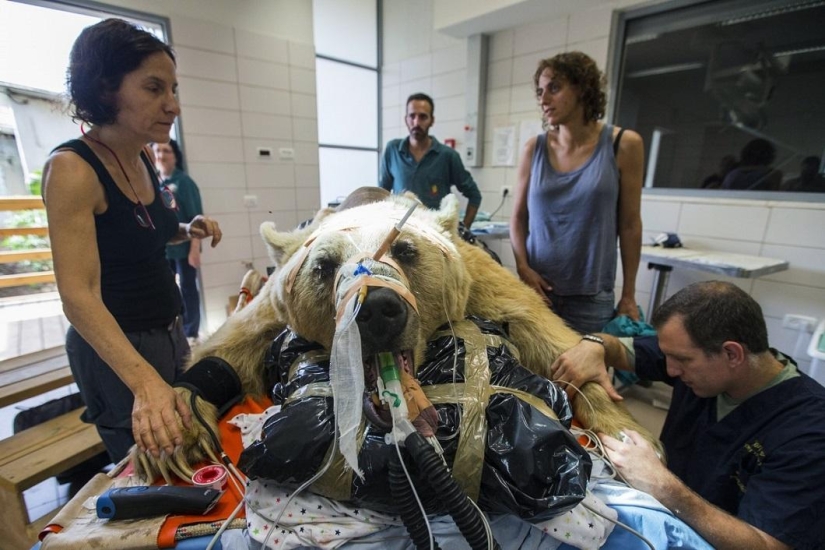 In Israel, the first operation on the spine of a bear