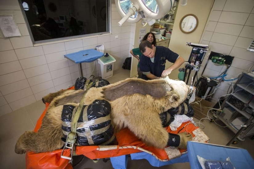 In Israel, the first operation on the spine of a bear