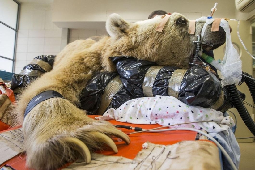 In Israel, the first operation on the spine of a bear